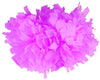 Epic Sports E198662 Cheerleaders (1-COLOR) 4" Pom (each)